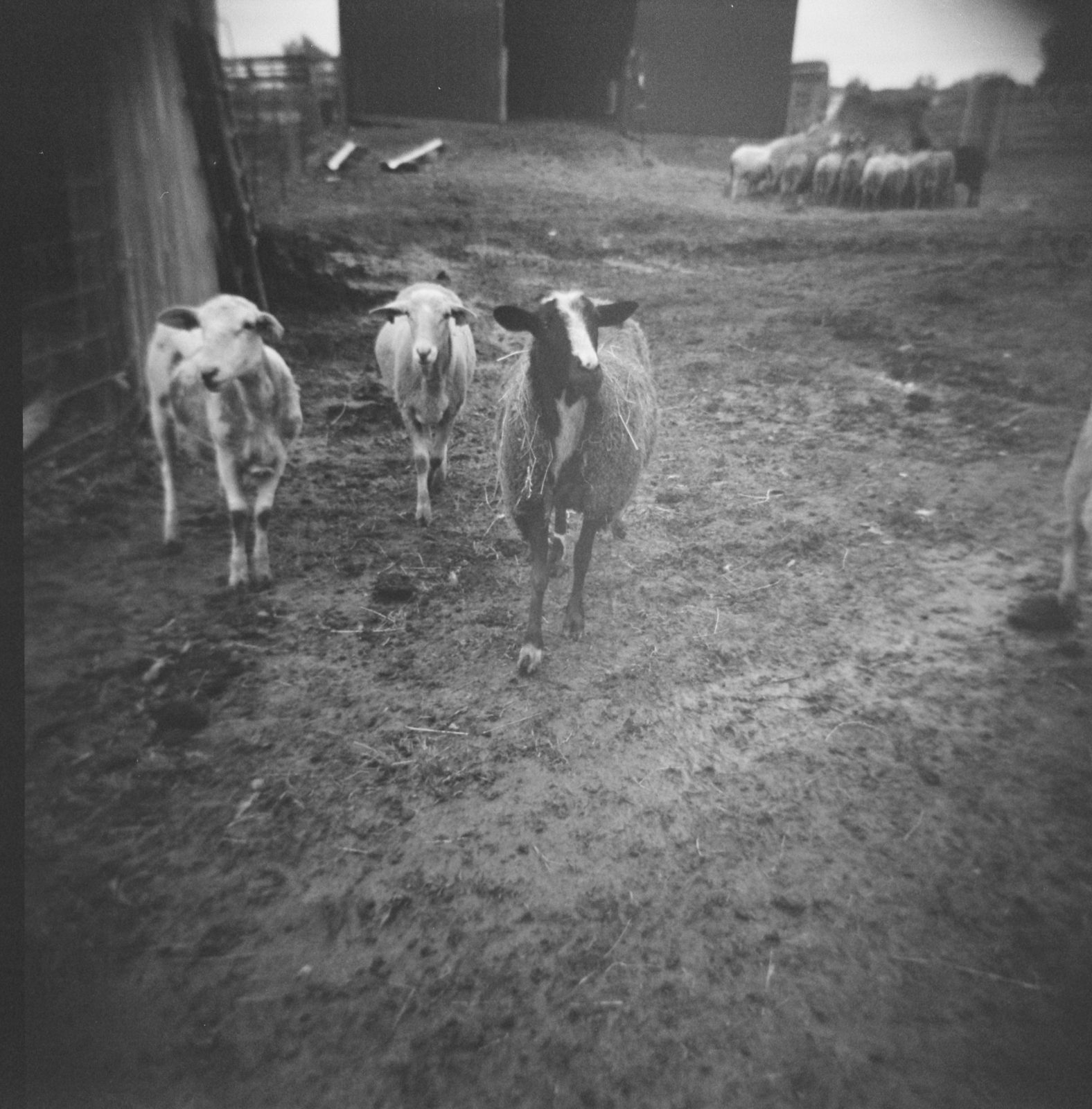 TriX 400 Holga 120N