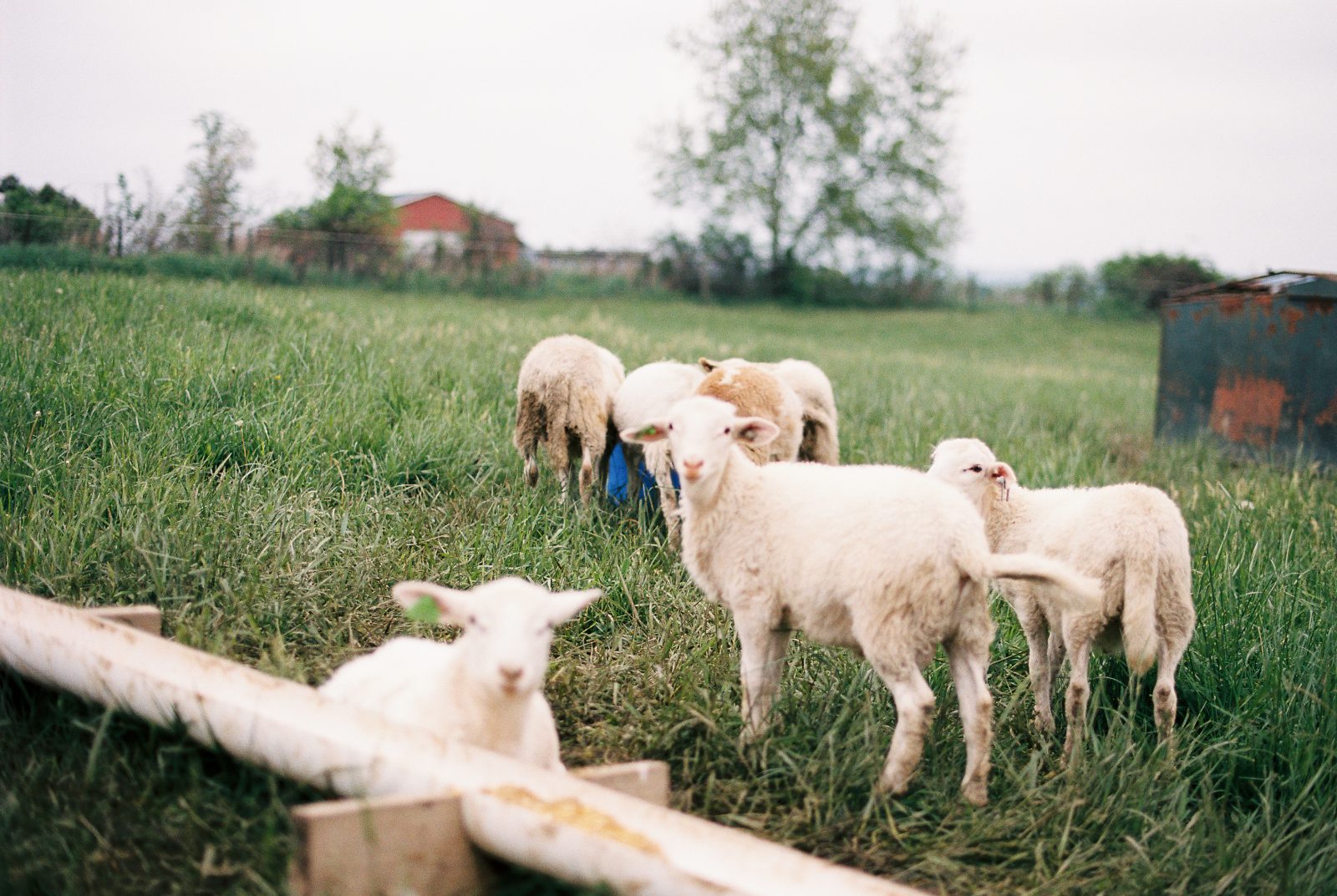 Katahdin Sheep Farm Ohio