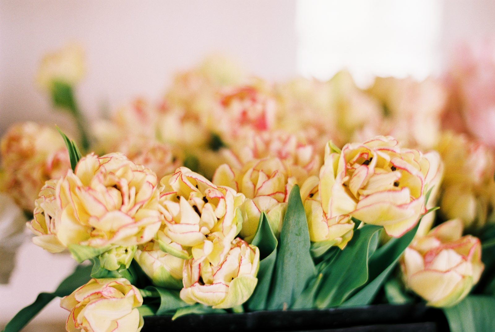 Flowers on Film Wedding Photographer