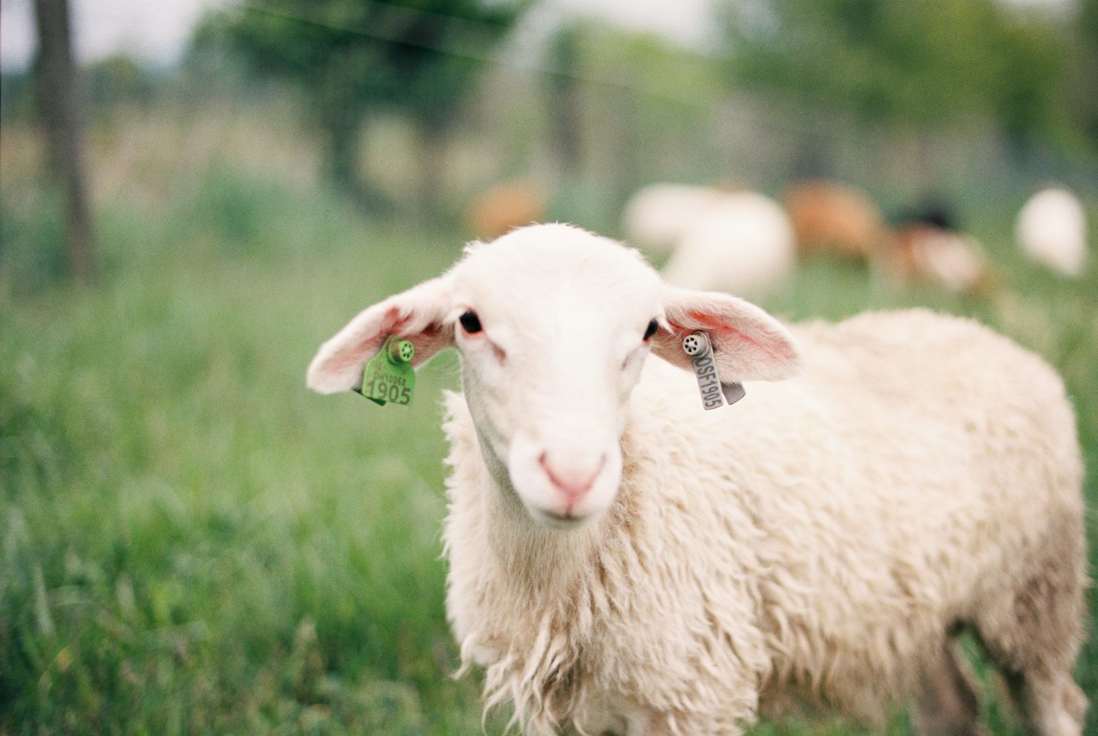 Alabama Wedding Photographer Farm with Sheep